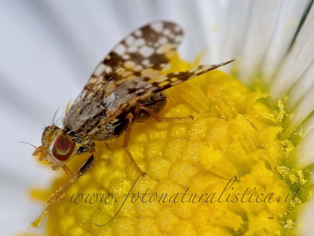 Quale Tephritidae ?  Campiglossa producta